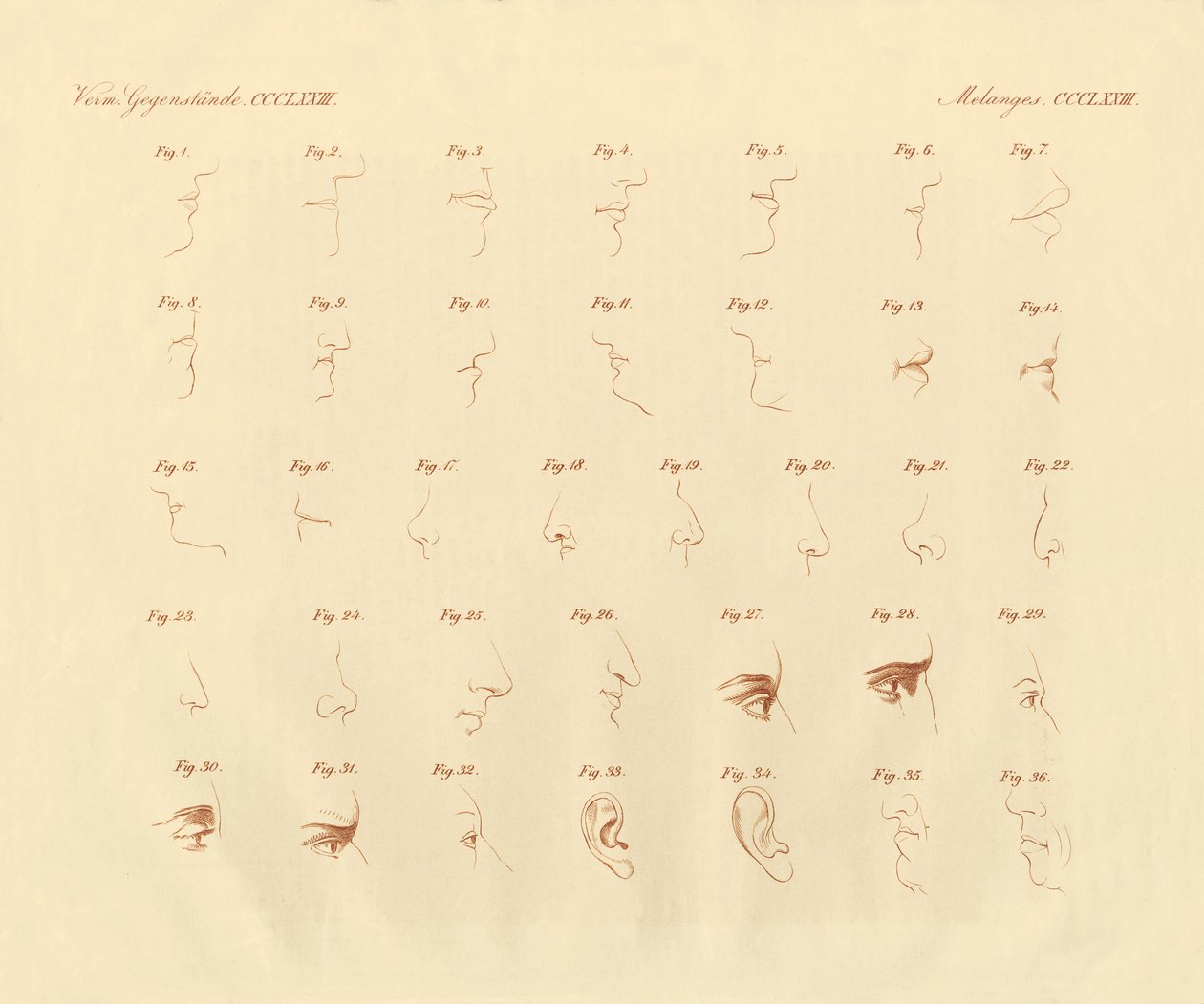 感覚器官とその連結部のフィシオノミクス表現（彩色彫刻 作： ドイツ語学校