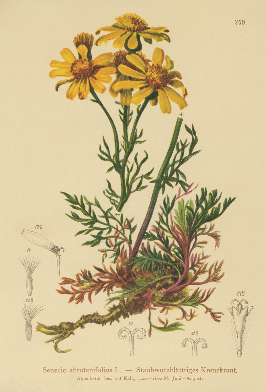 羽状ラグワート（Senecio abrotanifolius、Jacobaea abrotanifolia） 作： ドイツ語学校