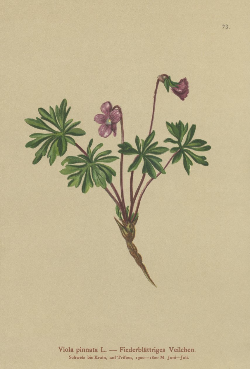 Pinnate Violet（Viola pinnata） 作： ドイツ語学校