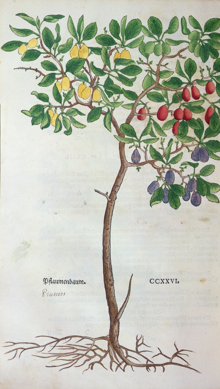 梅の木、レオンハートフックス（1501-66）による植物標本からの植物プレート、バーゼル、1543年に公開 作： ドイツ語学校
