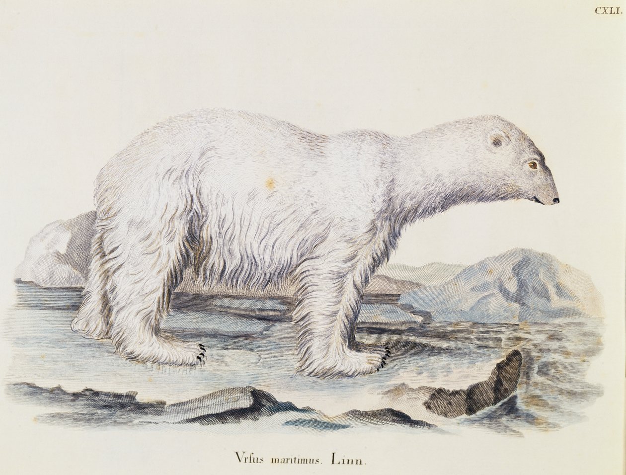 ホッキョクグマ（Ursus maritimus）、Johann Christian Daniel von Schreber（1739-1810）著『Mammals illustrated from Nature with descriptions』（Mammals illustrated from Nature with description）より、Marechalの絵の後にIC Bockが彫ったもの、第3巻、141表、ドイツ 作： ドイツ語学校