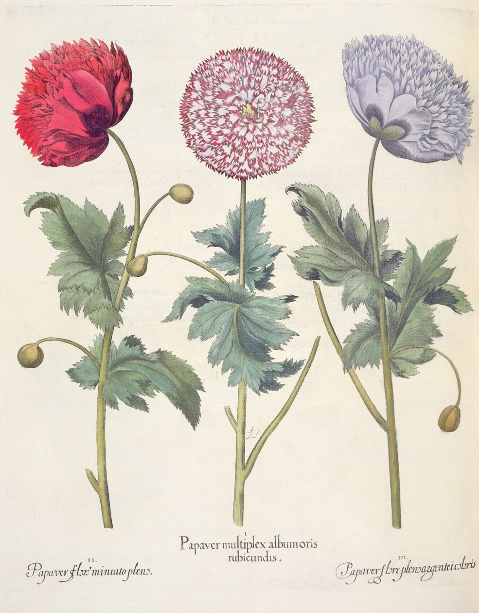 ポピー、赤1.Papaver複数のアルバム。 2.PapaverブルームMiniatoプレナム; 3.Papaver plensargenteiの花の色、バジル・ベスラーのEystettensis（1561-1629）、パブ。 1613 作： ドイツ語学校