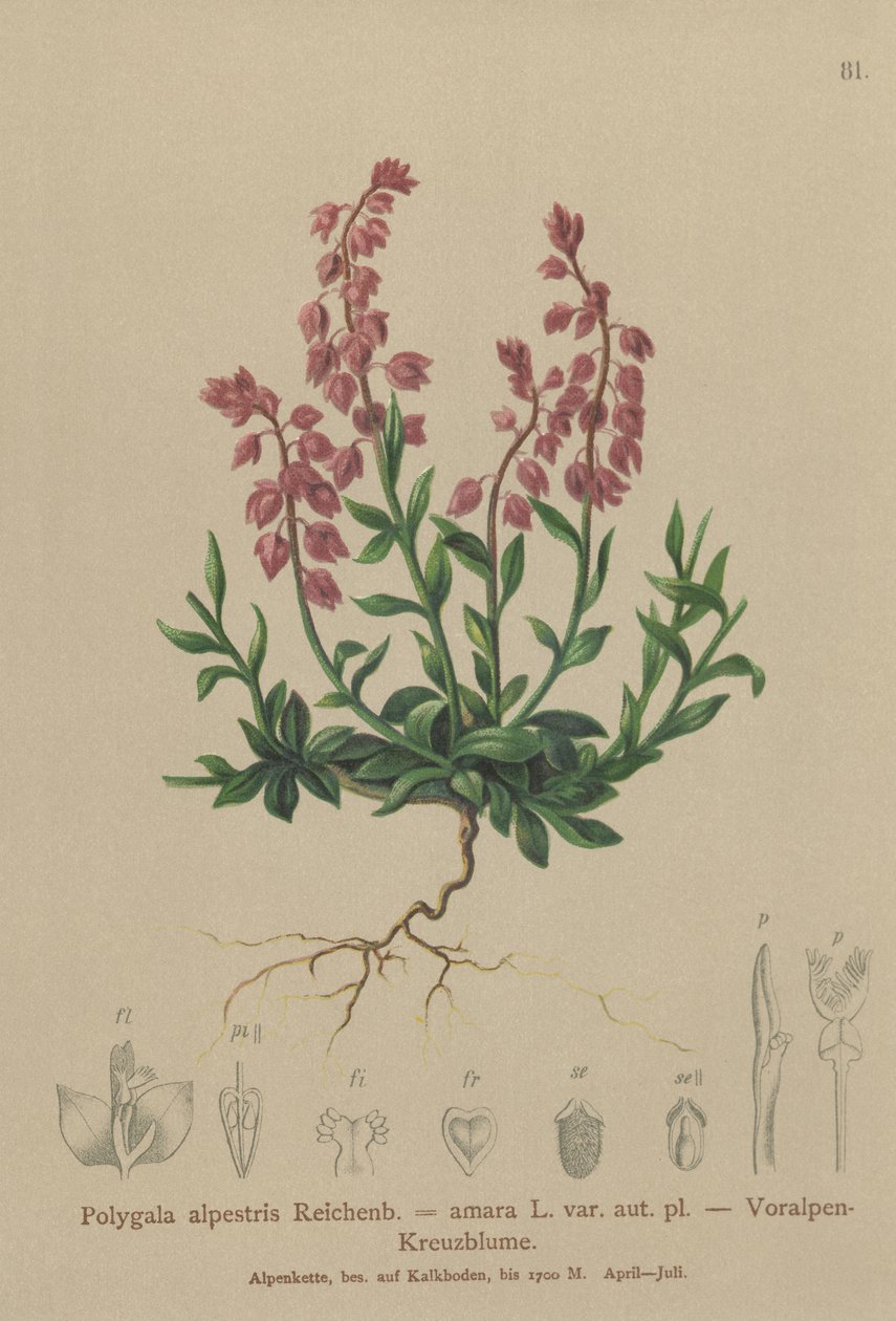 プレアルパインミルクワート（Polygala alpestris、Polygala amara var。aut。pl。、Polygala brachyptera） 作： ドイツ語学校