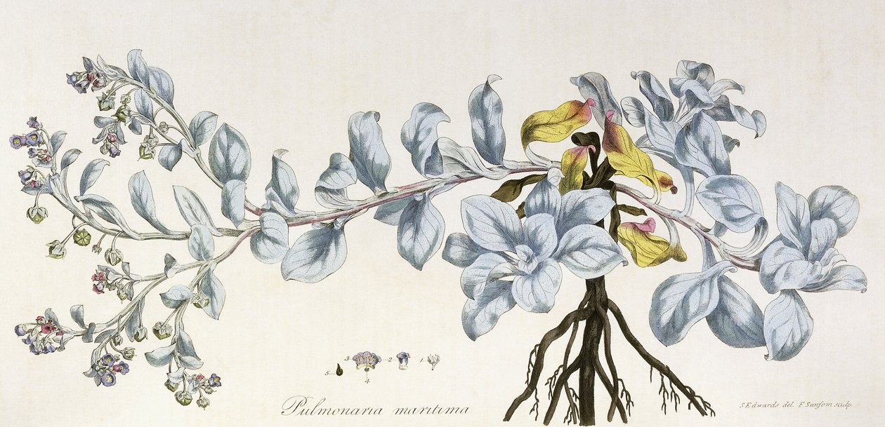 Pulmonaria Maritima、1785-1788 作： ドイツ語学校