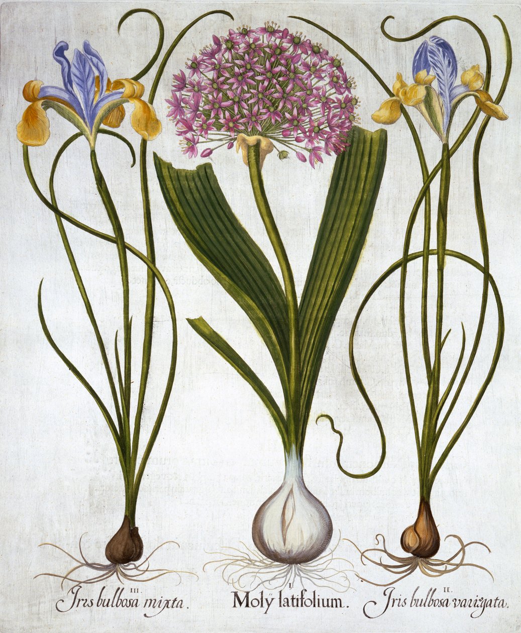 紫の感覚、およびHortus Eystettensisからのスペインのアイリス、バジルベスラー（1561-1629）、パブ。 1613（手塗りの彫刻） 作： ドイツ語学校