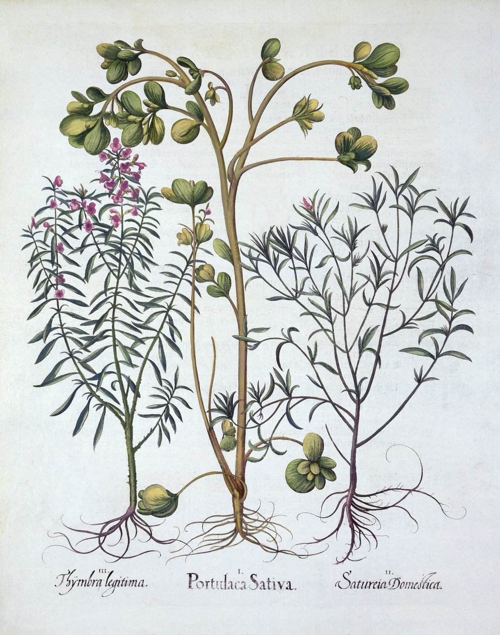 Hortus EystettensisのPurslane、夏の風味、冬の風味、Basil Besler（1561-1629）、パブ。 1613（手塗りの彫刻） 作： ドイツ語学校
