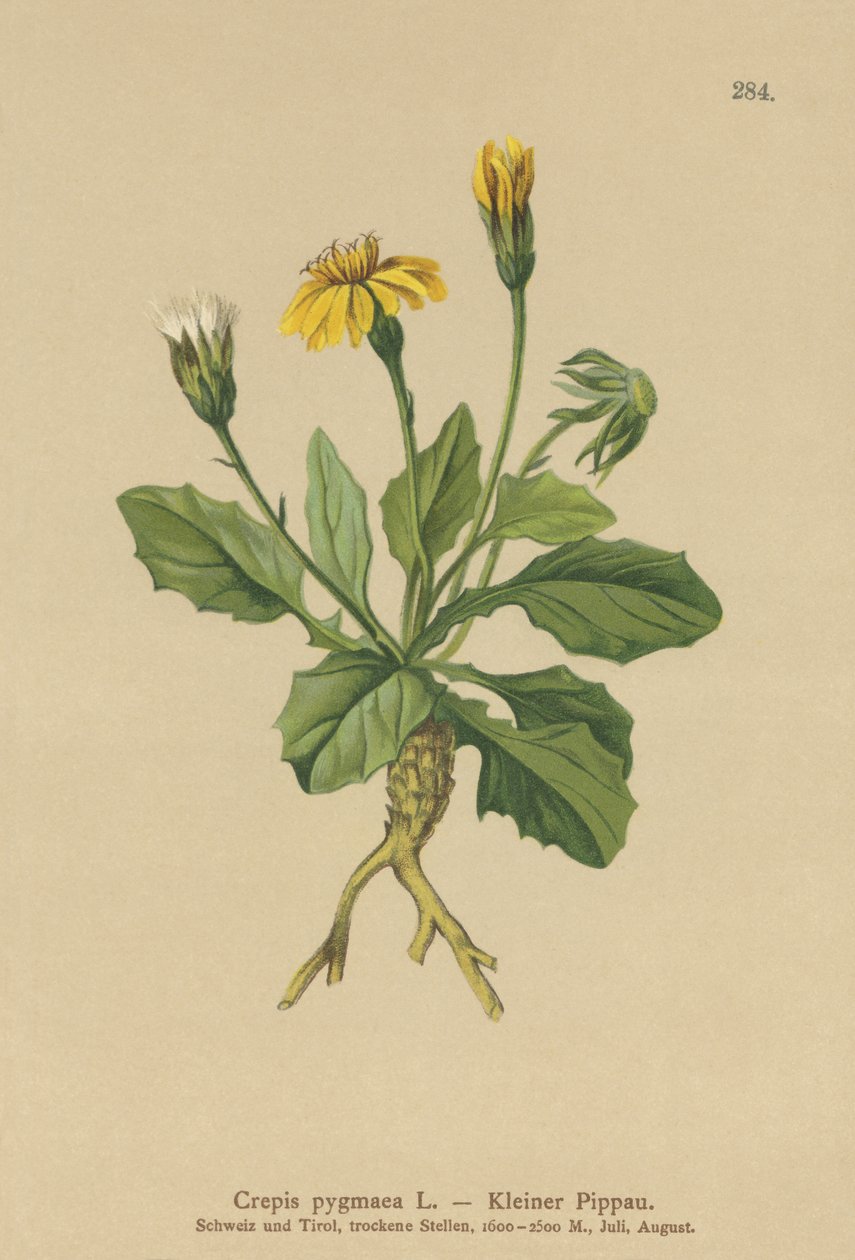 ピグミーホークスヒゲ（Crepis pygmaea、Hieracium pumilum） 作： ドイツ語学校