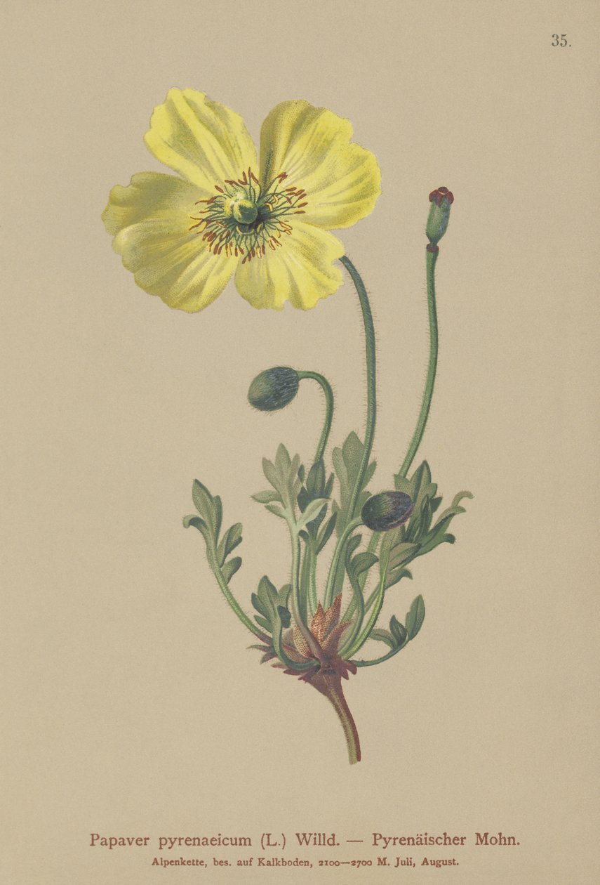 ピレニアポピー（Papaver pyrenaeicum、Papaver alpinum sub。） 作： ドイツ語学校
