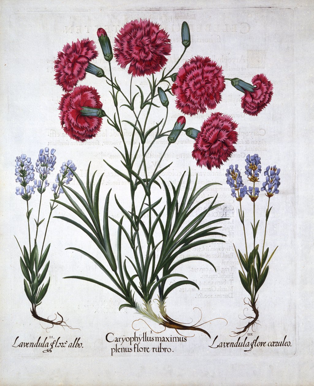 赤いカーネーションとラベンダー、Hortus Eystettensis、Basil Besler（1561-1629）、パブ。 1613（手塗りの彫刻） 作： ドイツ語学校