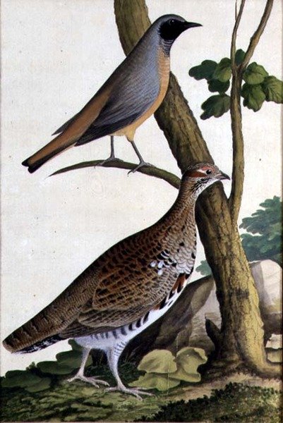 ジョウビタキとハシビロコウ、1740年頃（紙に水彩 作： ドイツ語学校