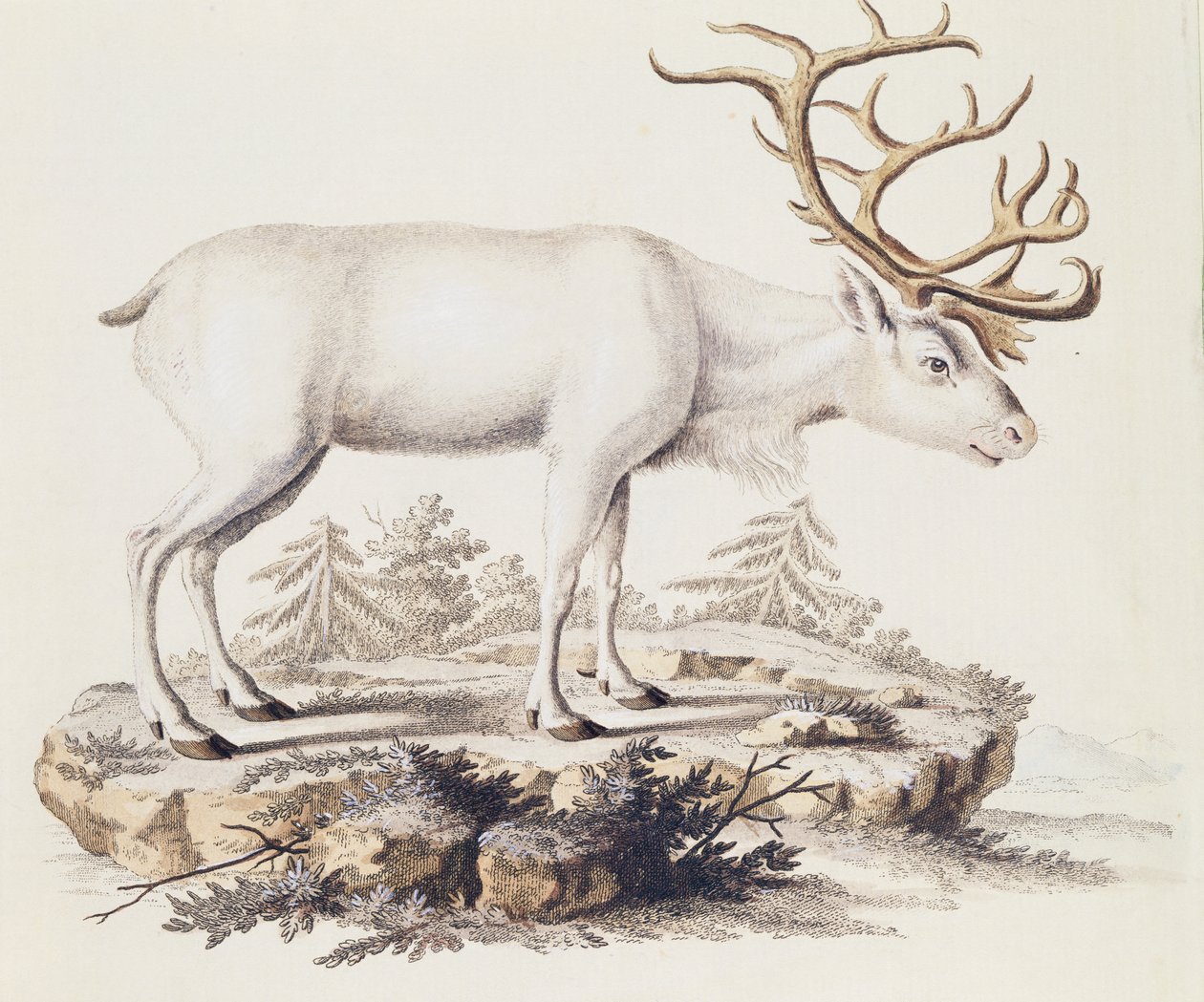 トナカイ（Cervus tarandus）、Johann Christian Daniel von Schreber（1739-1810）著「Mammals illustrated from Nature with descriptions」より、I Nufsbiegelによる彫刻、第5巻、表248-C、ドイツ 作： ドイツ語学校