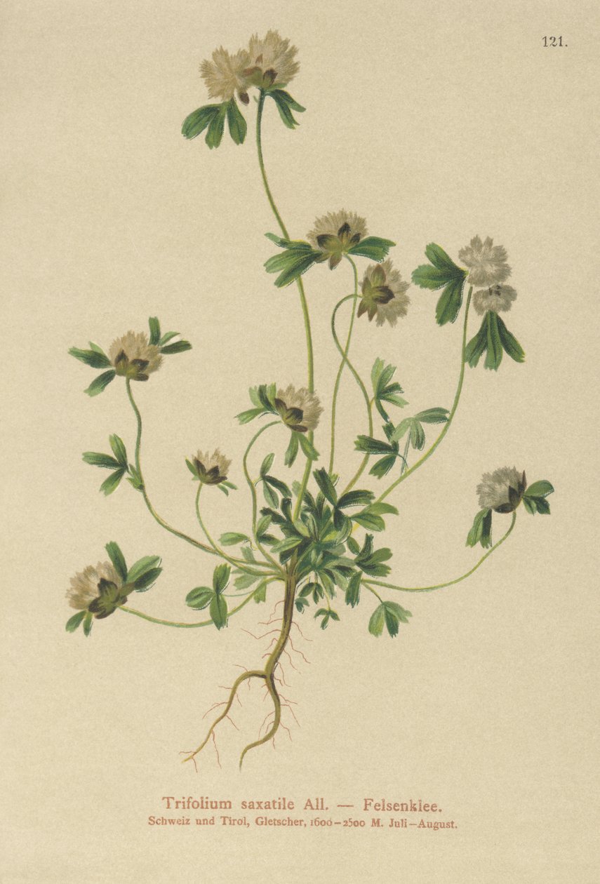 ロッククローバー（Trifolium saxatile） 作： ドイツ語学校