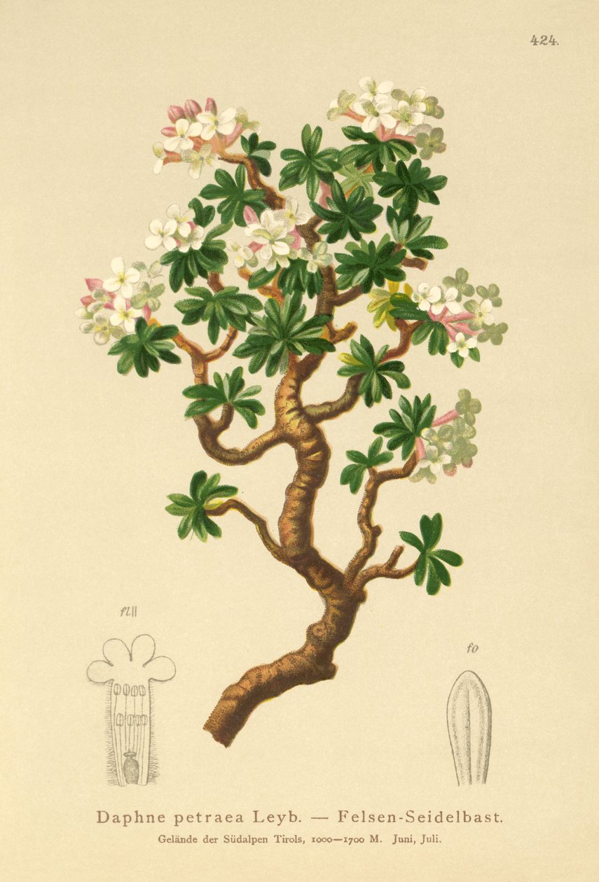 ロックダフネ（Daphne petraea、Daphne rupestris） 作： ドイツ語学校