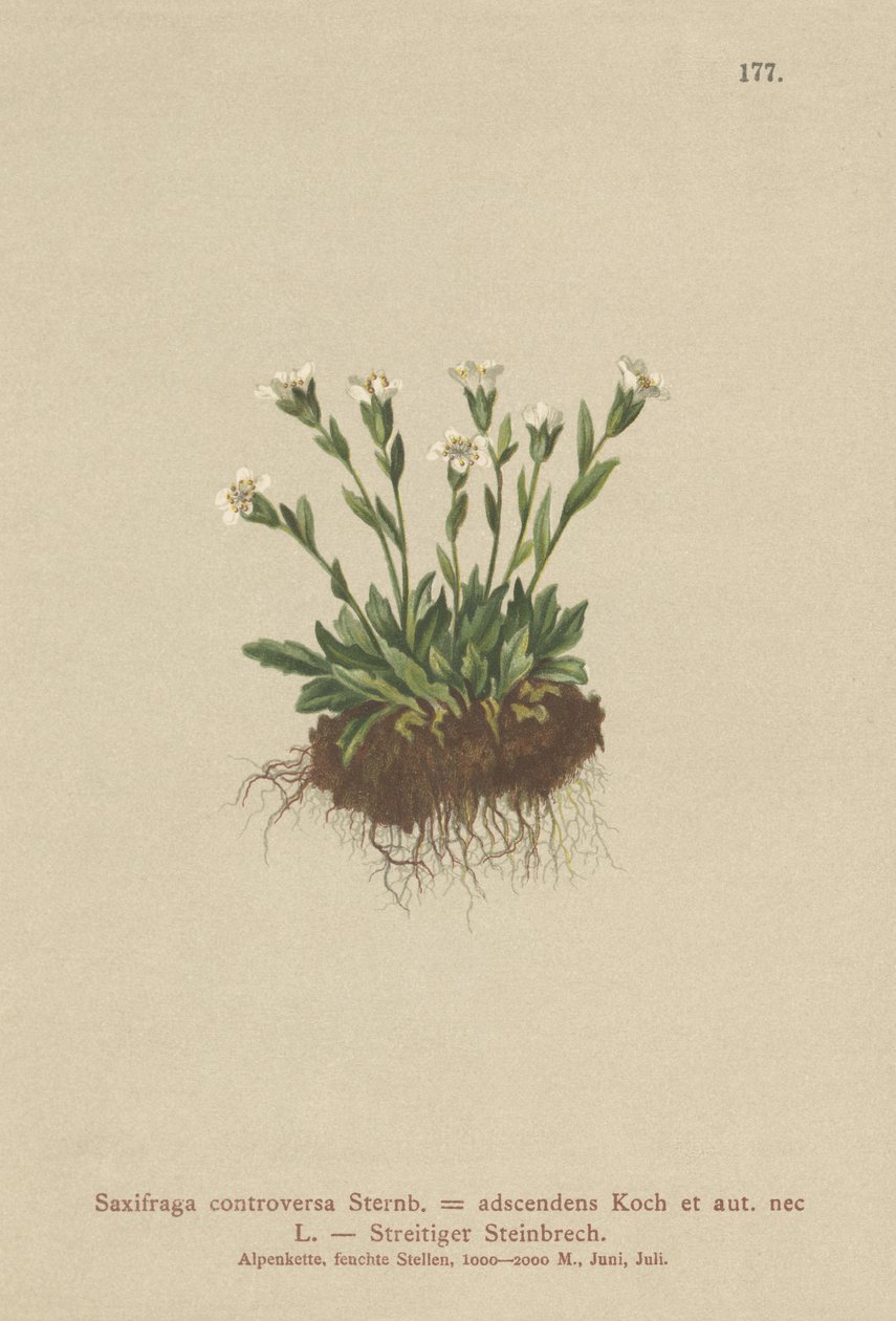 Rock Saxifrage（Saxifraga controversa、Saxifraga adscendens） 作： ドイツ語学校