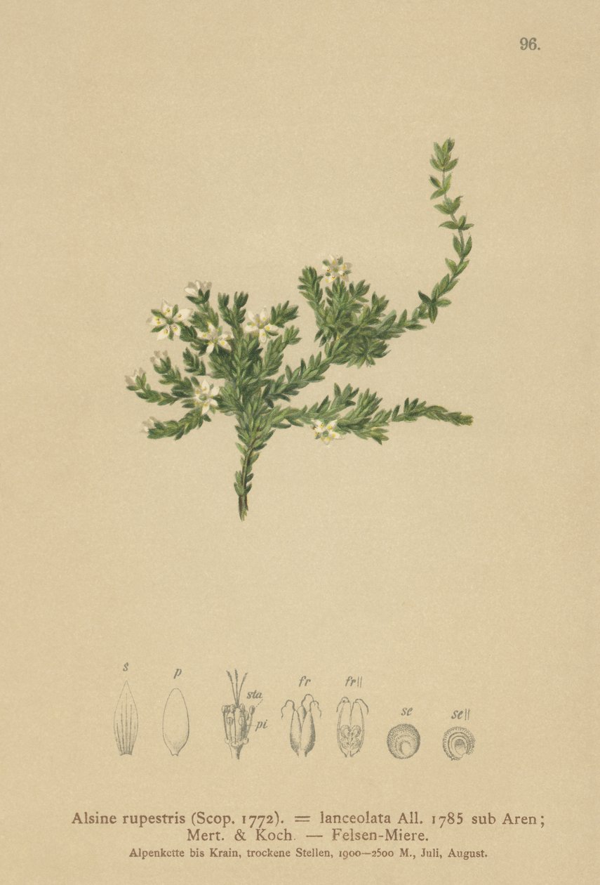 Rock Stitchwort（Alsine rupestris、Alsine lanceolata、Minuartia rupestris） 作： ドイツ語学校