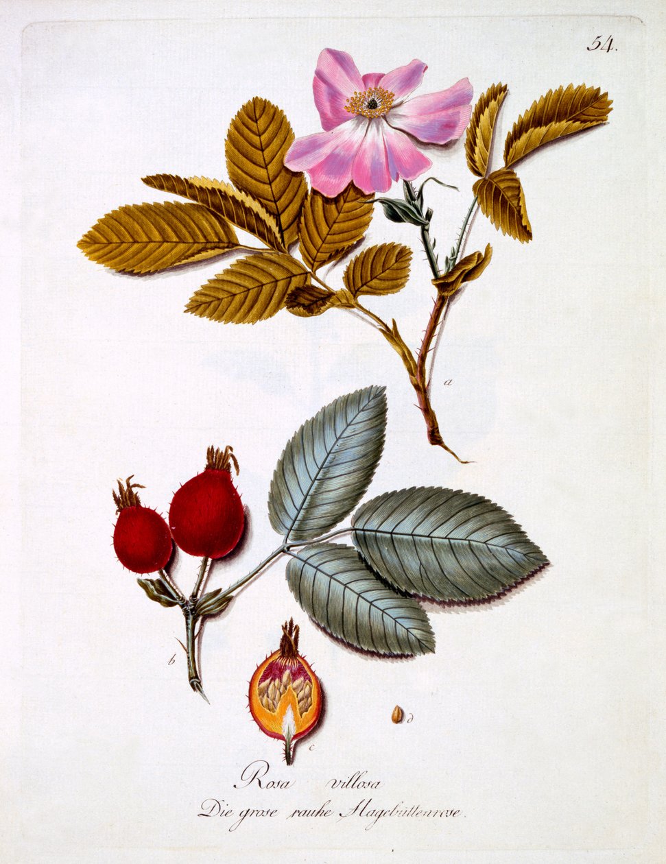 ヨハン・ダニエル・フォン・レイターによるドイツの野生の花の本からのイラストであるローザ・ビロサは、c.1803-5を出版しました 作： ドイツ語学校