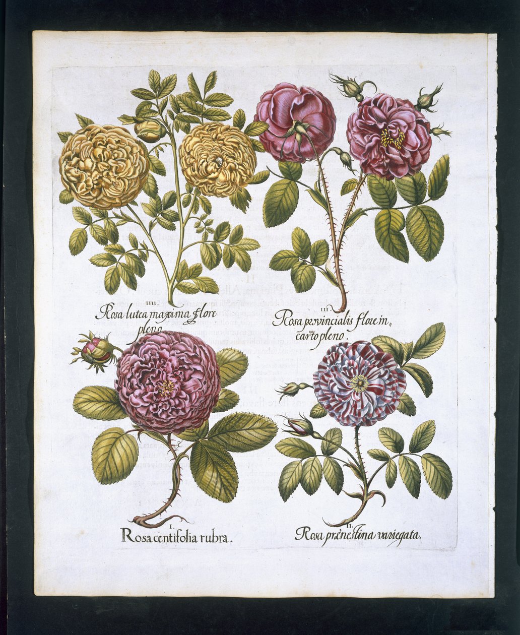 バラ、Hortus Eystettensisby Basil Besler（1561-1629）pubのプレート95。 1613（手描きの彫刻） 作： ドイツ語学校