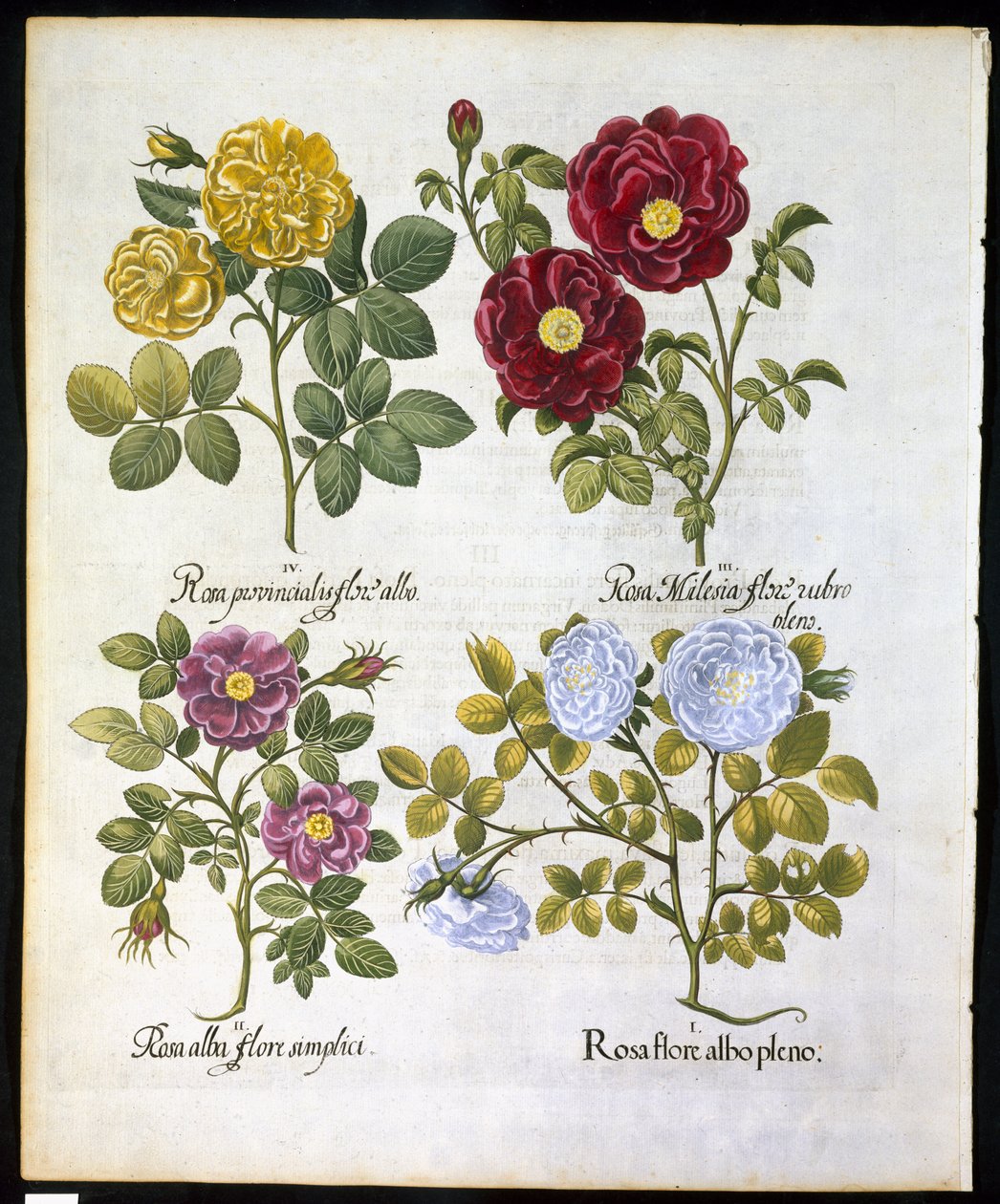 バラ、1613年のバジルベスラー（1561-1629）パブによるHortus Eystettemsisのプレート96（手描きの彫刻） 作： ドイツ語学校
