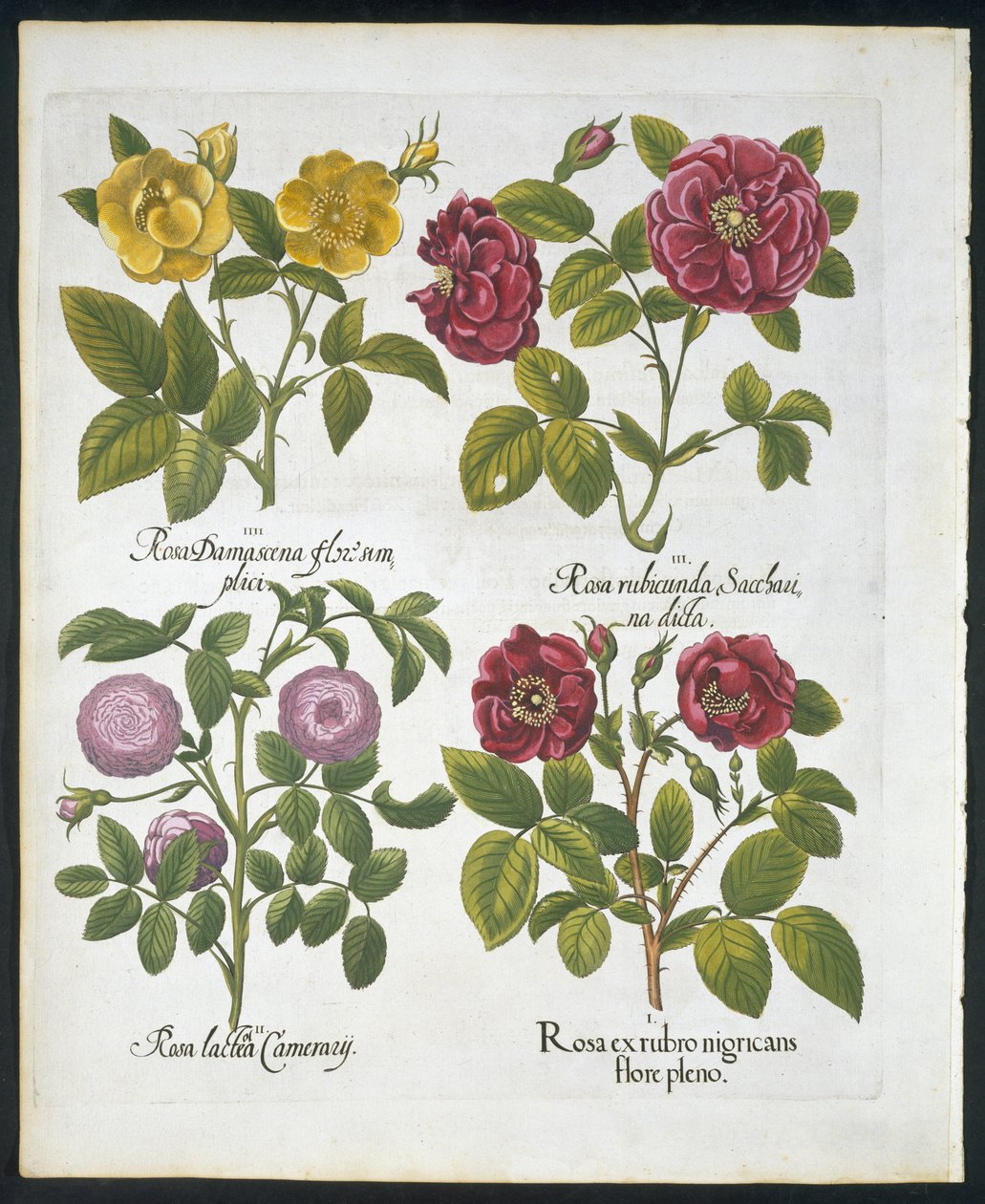 バラ、Hortus Eystettensisのバジルベスラー作のプレート96（1561-1629）パブ1613（手描きの彫刻） 作： ドイツ語学校