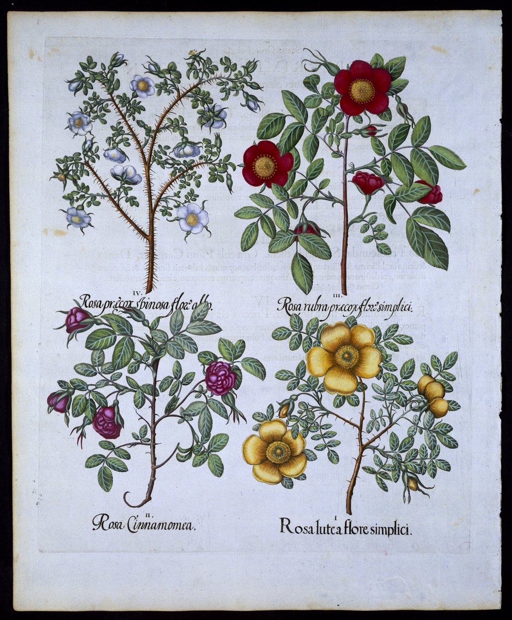 バラ、プレート98、Hortus EystettensisによるBasil Besler（1561-1629）pub。 1613（手描きの彫刻） 作： ドイツ語学校