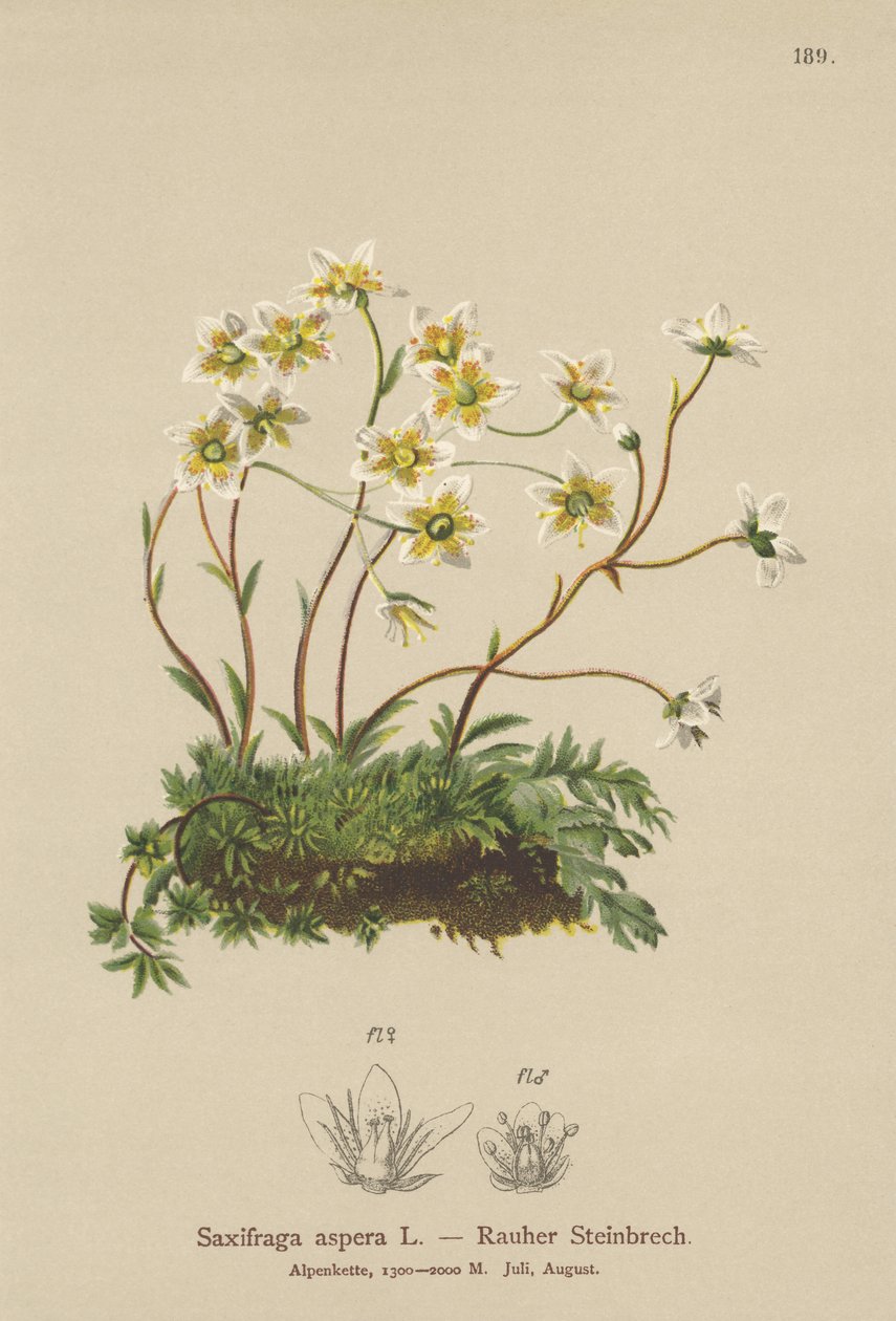 大まかなSaxifrage（Saxifraga aspera） 作： ドイツ語学校