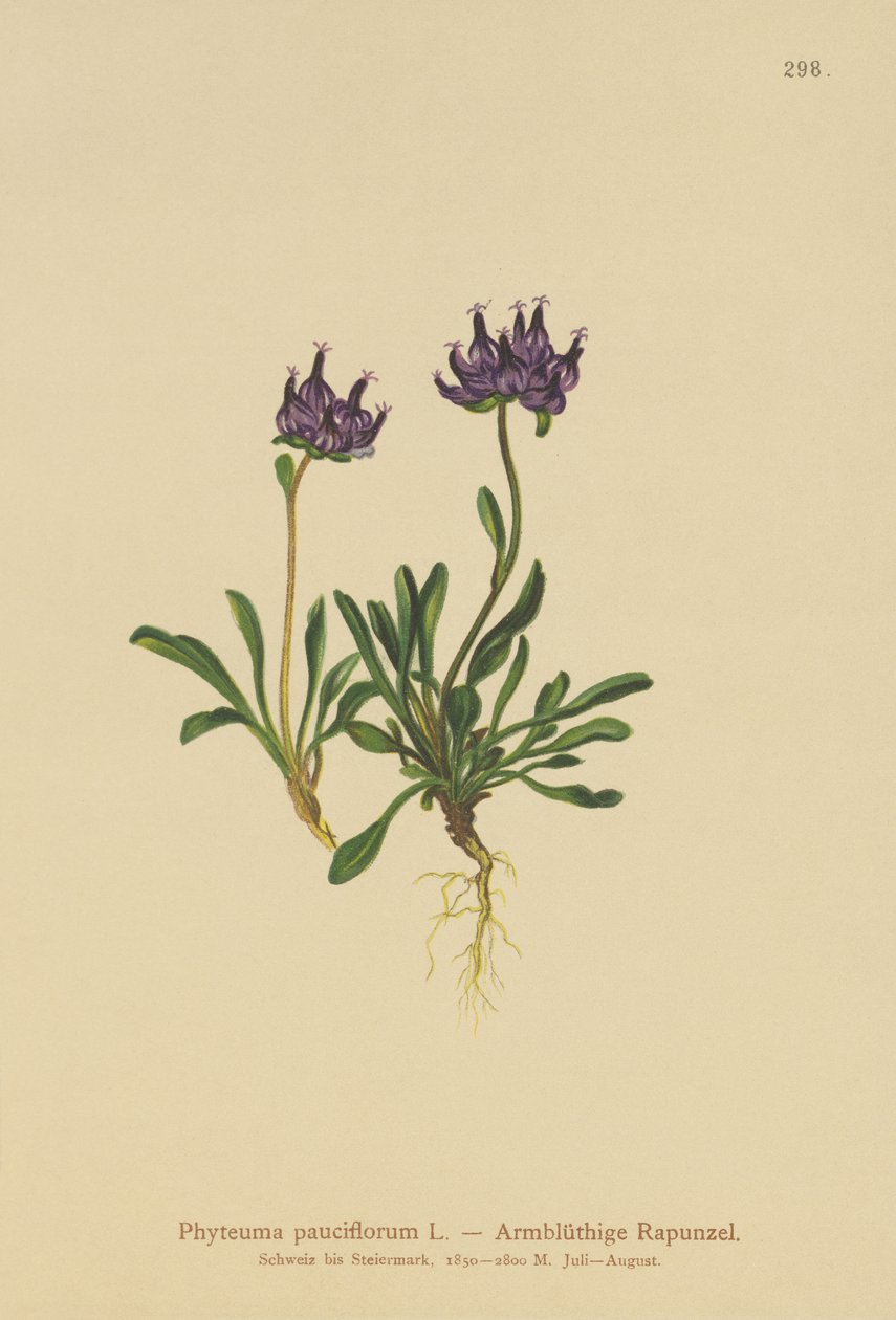 丸頭のランピオン（Phyteuma pauciflorum、Rapunculus pauciflorus、Phyteuma globulariifolium） 作： ドイツ語学校