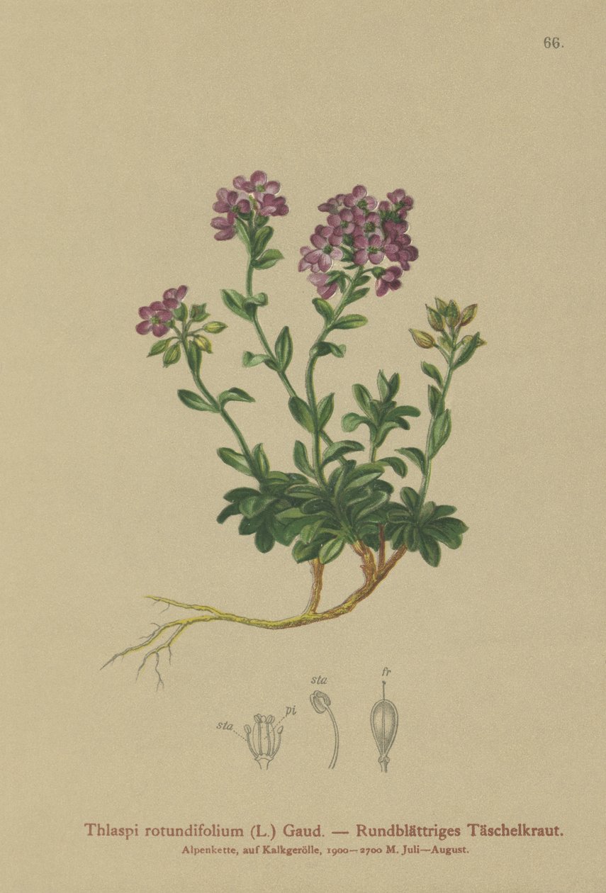 ラウンドリーブドペニークレス（Thlaspi rotundifolium、Noccaea rotundifolia、Thlaspi cepaeifolium subsp。rotundifolium） 作： ドイツ語学校