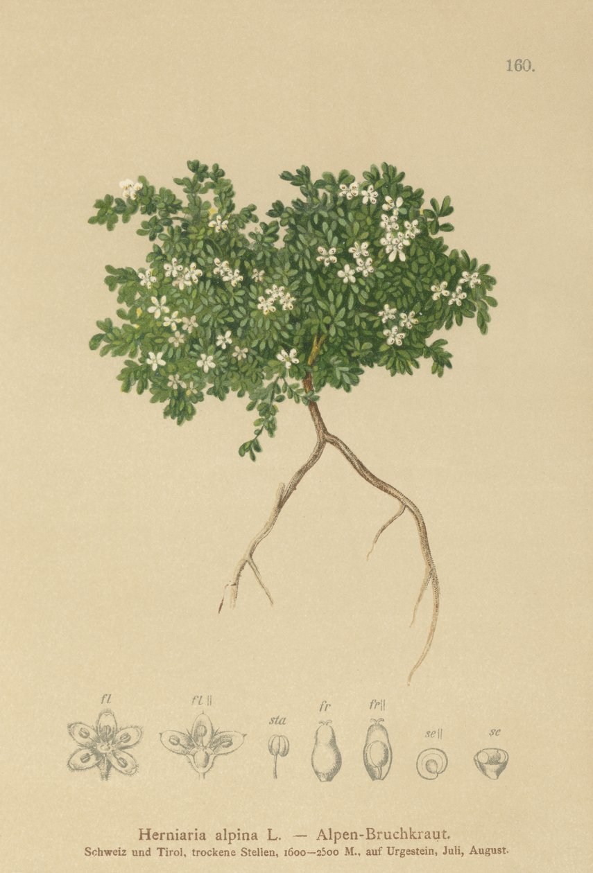 ヨモギ（Herniaria alpina、Herniaria ciliolata） 作： ドイツ語学校