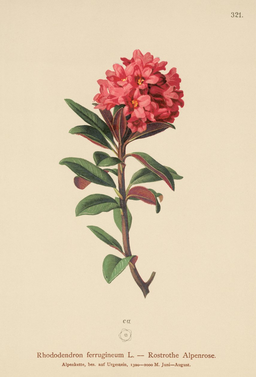 さびた葉のアルペンローズ（Rhododendron ferrugineum） 作： ドイツ語学校