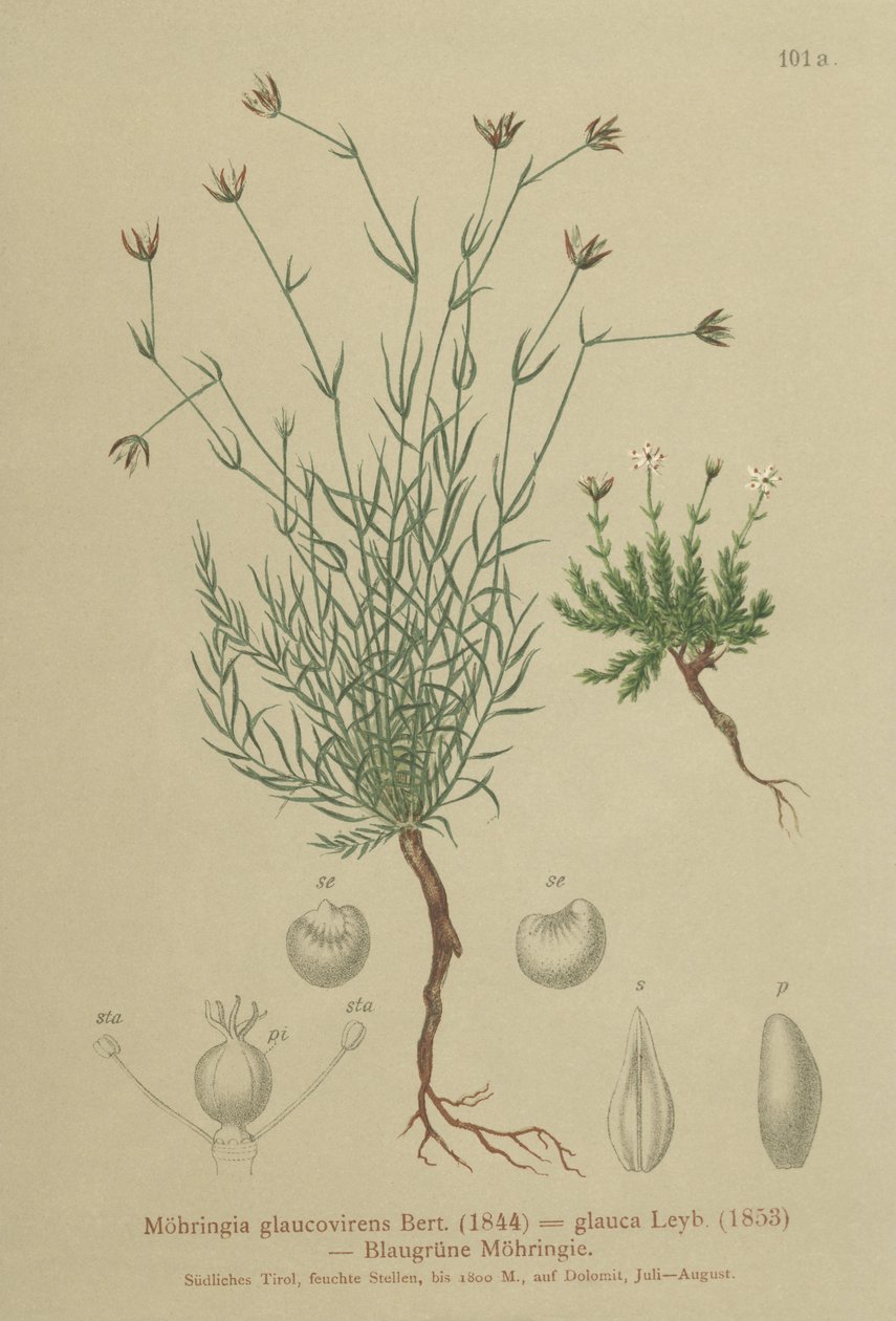 Sandwort（Moehringia glaucovirens、Möhringiaglaucovirens、Möhringiaglauca、Moehringia glauca、Arenaria glaucovirens） 作： ドイツ語学校