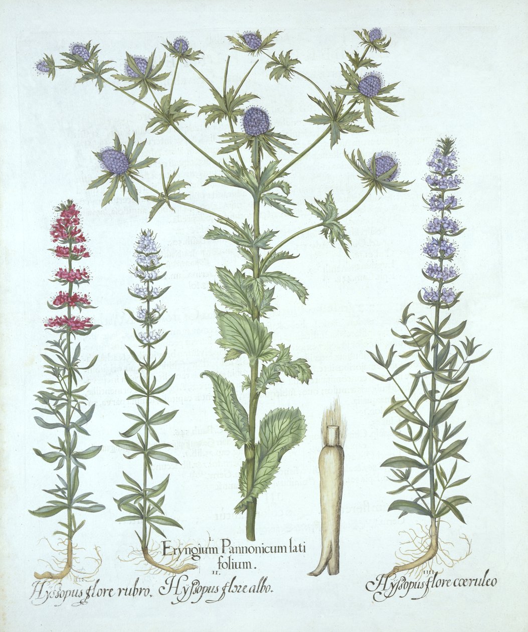 海のホリーとHortus Eystettensisからの3種類のヒソップ、バジルベスラー（1561-1629）、パブ。 1613（手塗りの彫刻） 作： ドイツ語学校