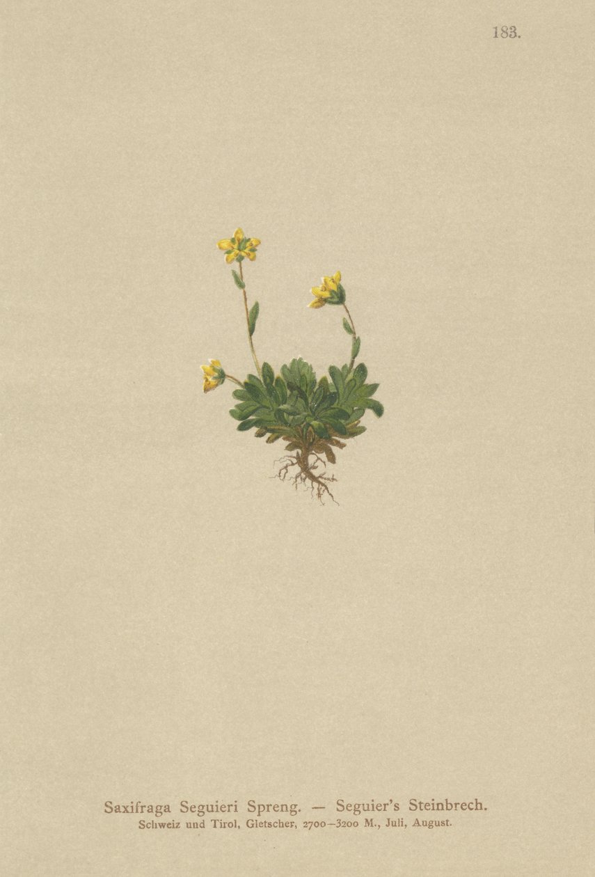 Seguieris Saxifrage（Saxifraga Seguieri） 作： ドイツ語学校