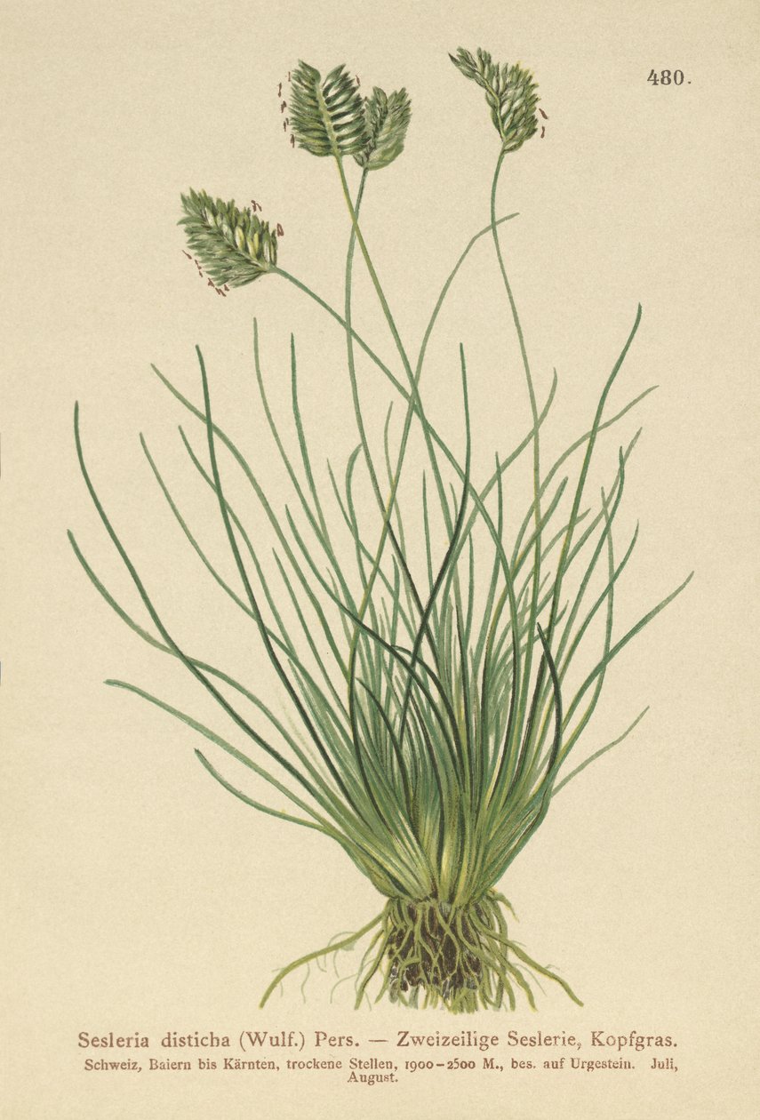 セスレリア（Sesleria disticha、Oreochloa disticha） 作： ドイツ語学校