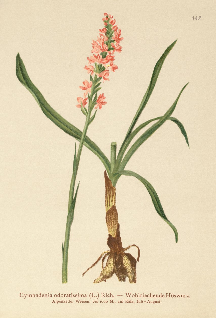 短い茎の香りのよい蘭（Gymnadenia odoratissima） 作： ドイツ語学校