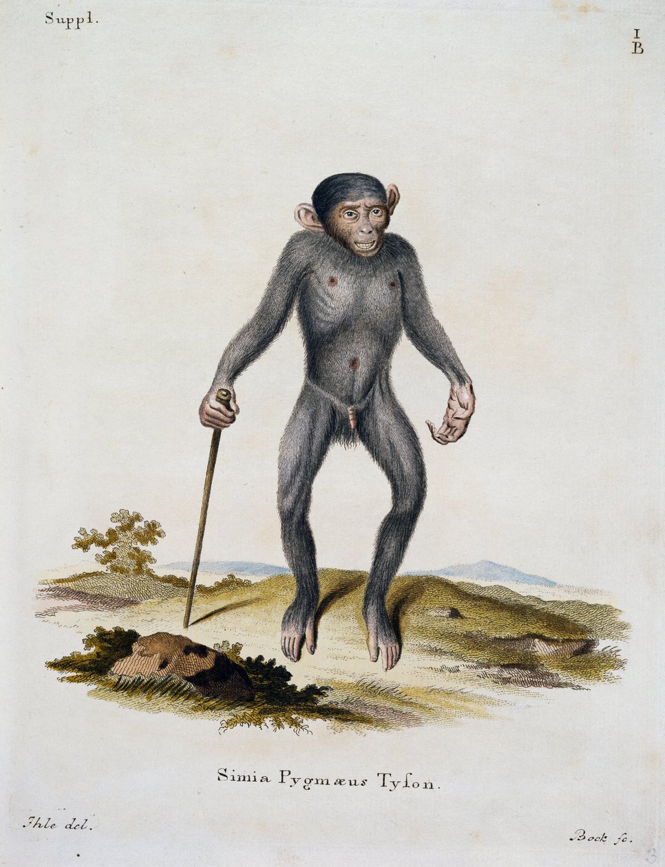ヨハン・クリスチャン・ダニエル・フォン・シュレーバー（1739-1810）の「自然から説明を受けて描かれた哺乳類」より、シミア・ピグマエウス（ドイツ、ICボックの彫刻）。 作： ドイツ語学校