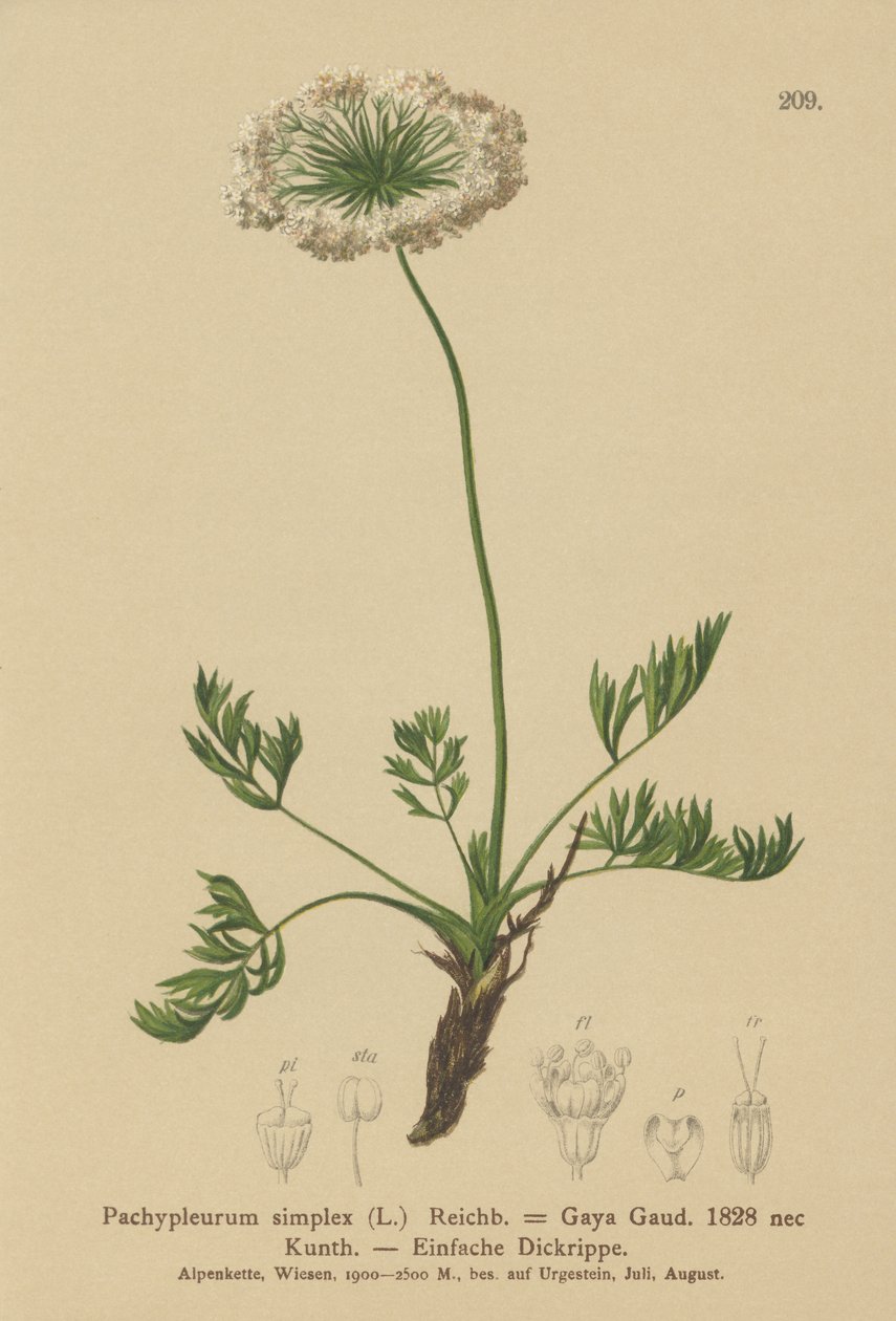 小さなアルパインラバージュ（Pachypleurum mutellinoides、Pachypleurum simple Pachypleurum alpmum、Pachypleurum simple、Neogaya simple、Gaya simple、simple Lovage） 作： ドイツ語学校