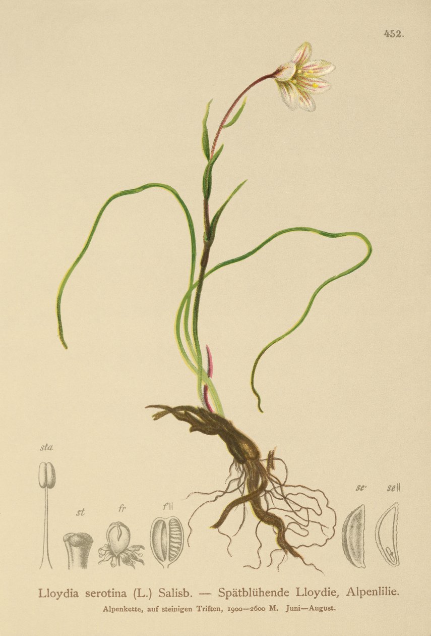 スノードンリリー（Lloydia serotina、Gagea serotina、Lloydia alpina、Lloydia striata） 作： ドイツ語学校