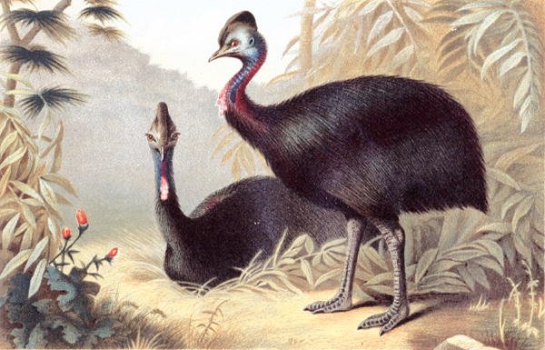 Brehms Tierleben "のプレート、"Southern Cassowary"。Allgemeine Kunde des Tierreichs", vol.6, p.684, Bibliographisches Institut発行 作： ドイツ語学校