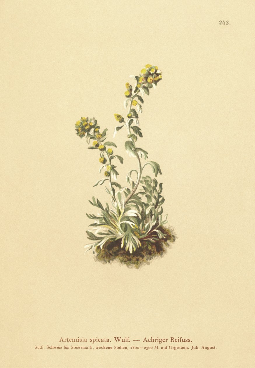 スパイクワームウッド（Artemisia spicata、Artemisia bocconei、Artemisia genipi） 作： ドイツ語学校