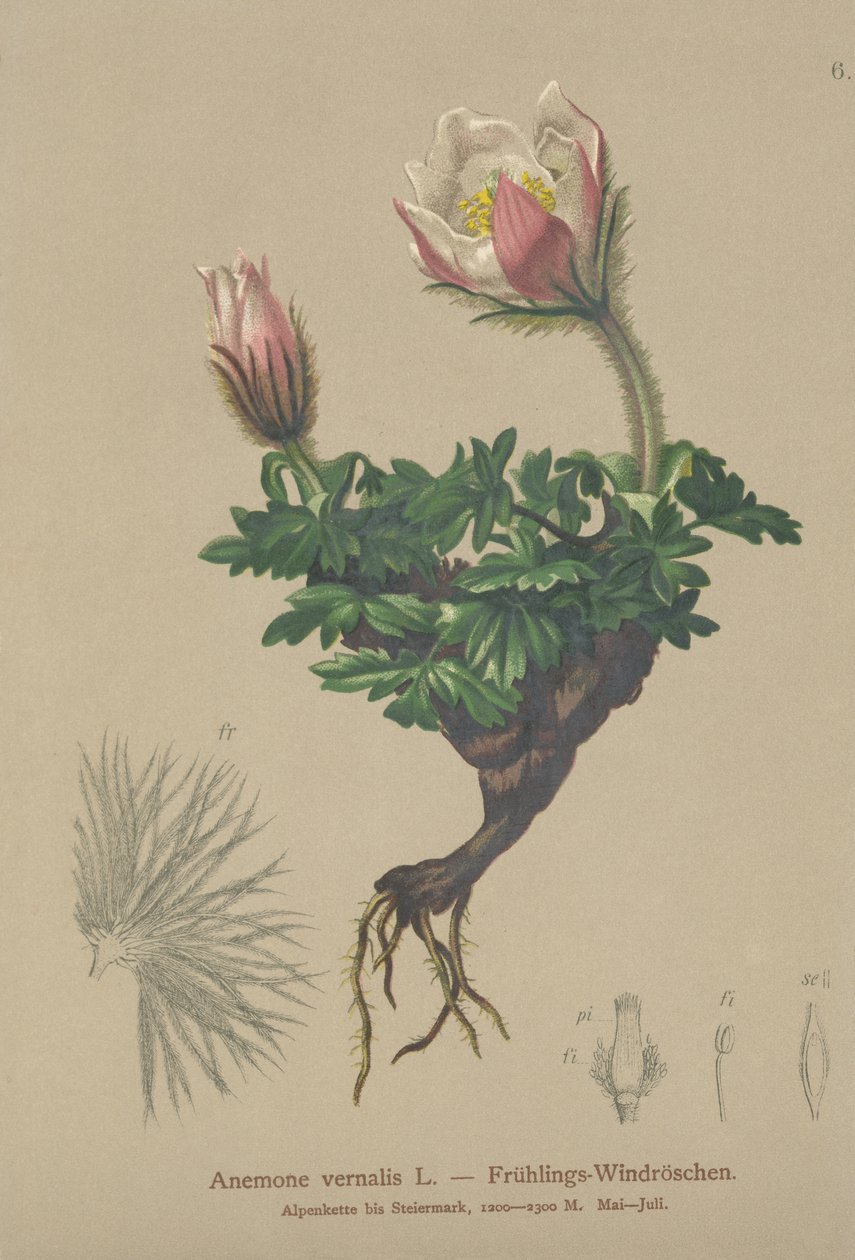 春のアネモネ（Anemone vernalis、Pulsatilla vernalis） 作： ドイツ語学校