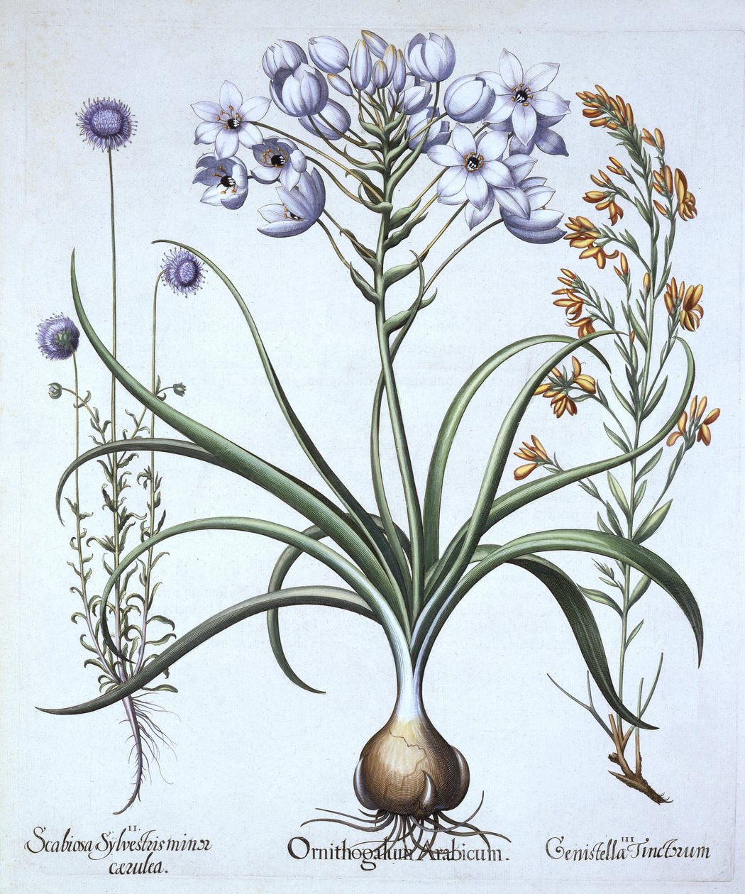 星のベツレヘム、Hortus Eystettensis、Basil Besler（1561-1629）、パブ。 1613（手塗りの彫刻） 作： ドイツ語学校