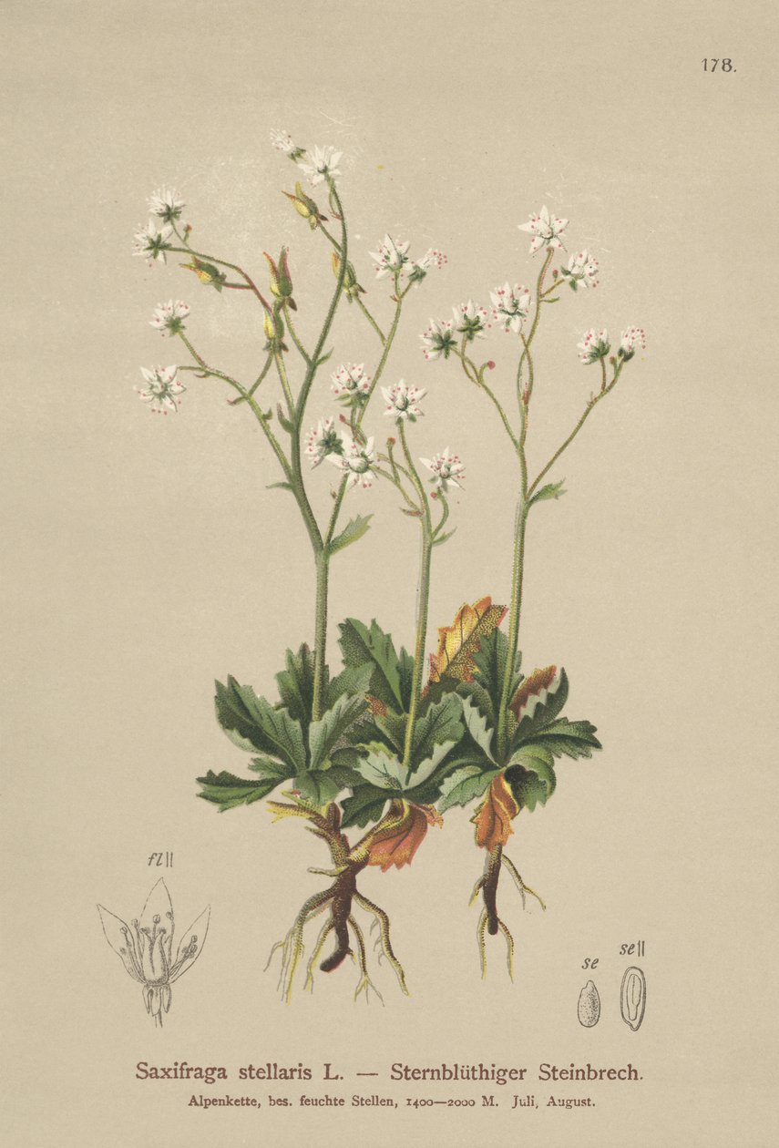 Starry Saxifrage（Saxifraga stellaris） 作： ドイツ語学校