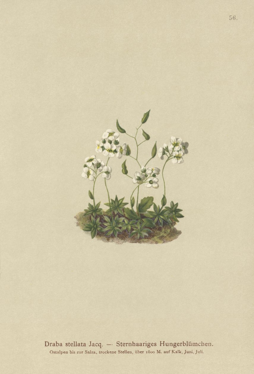 星状ホイットローグラス（Draba stellata） 作： ドイツ語学校