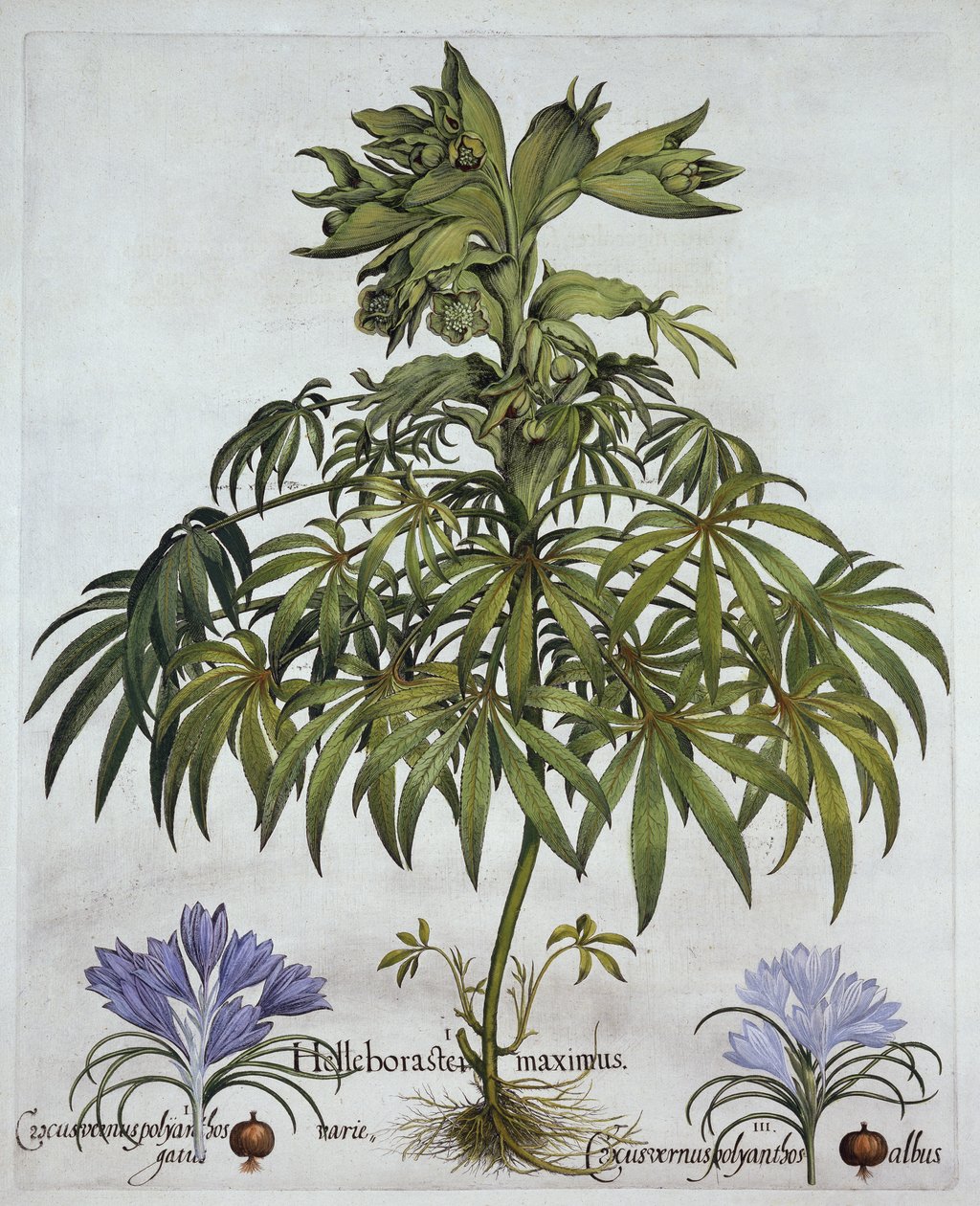 悪臭を放つヘレボルスと2種類のクロッカス、Hortus Eystettensisによる、Basil Besler（1561-1629）、パブ。 1613（手塗りの彫刻） 作： ドイツ語学校