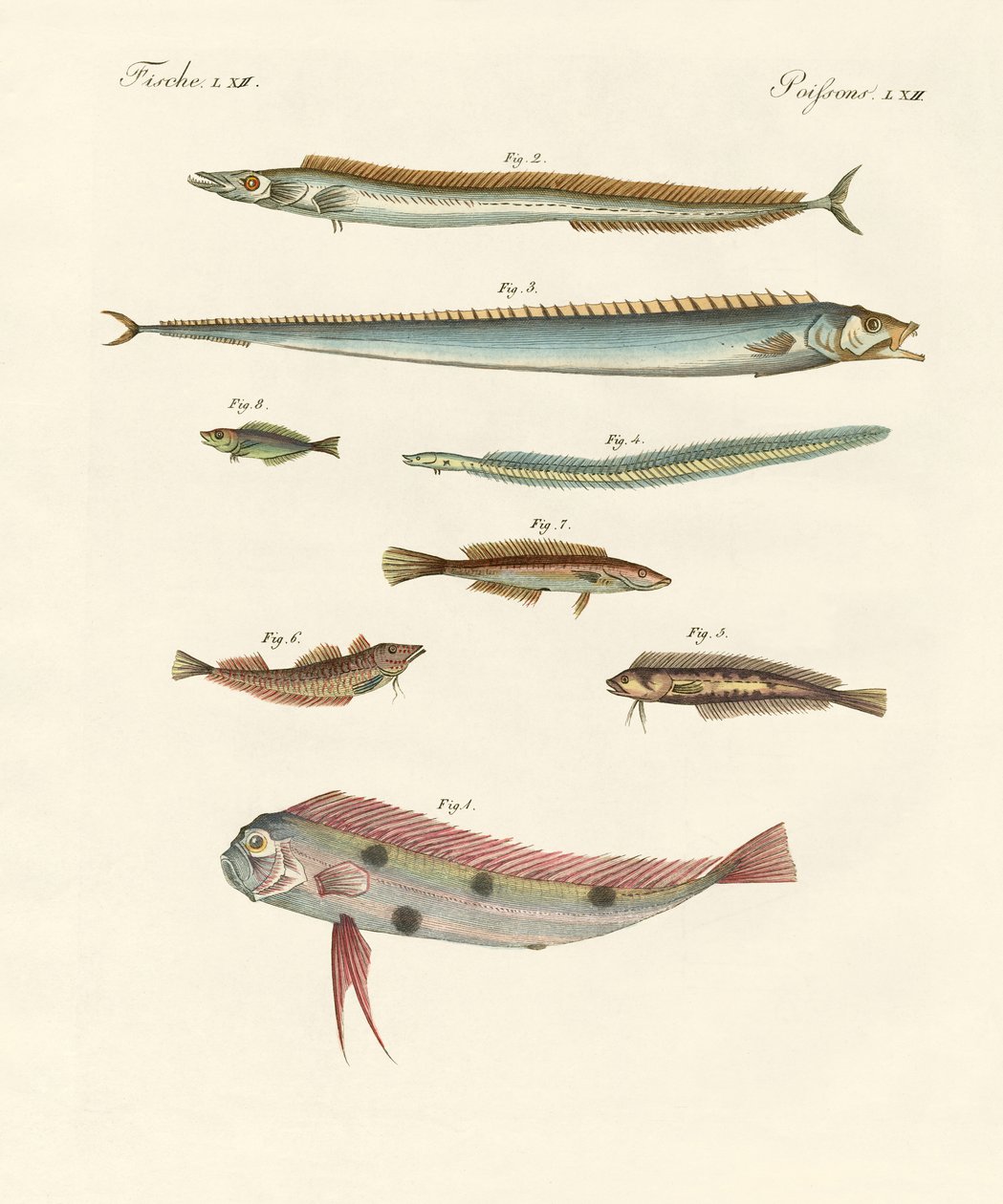 奇妙で美しい魚 作： ドイツ語学校