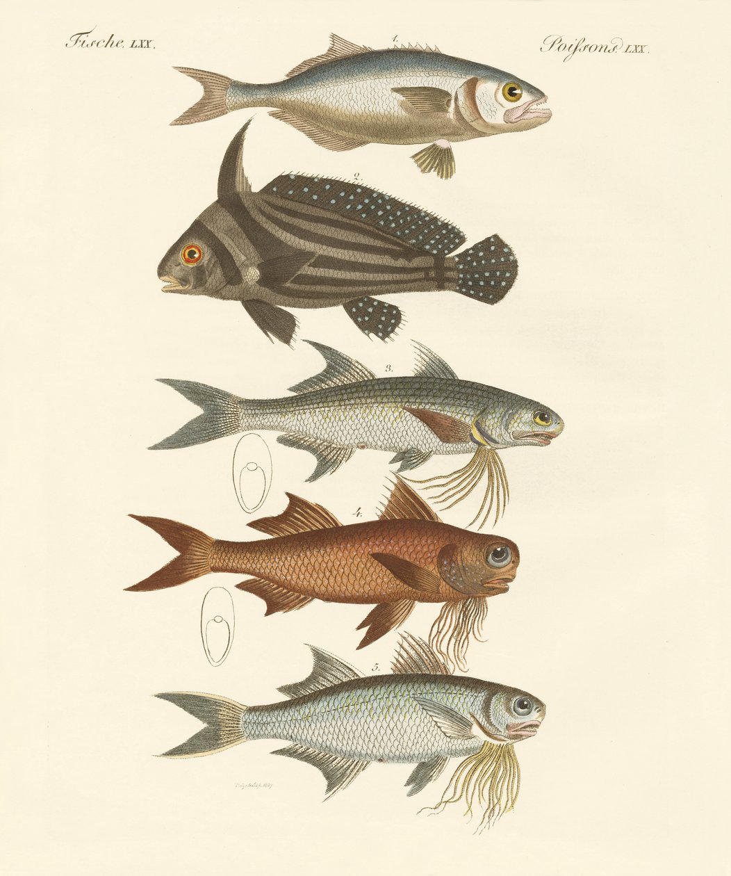 奇妙な魚（彩色された彫刻 作： ドイツ語学校