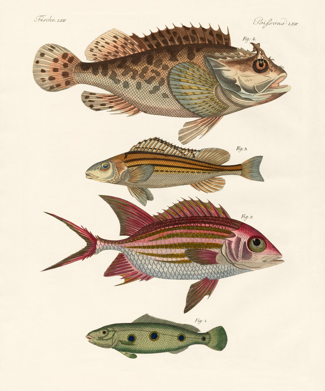 奇妙な魚（彩色された彫刻 作： ドイツ語学校