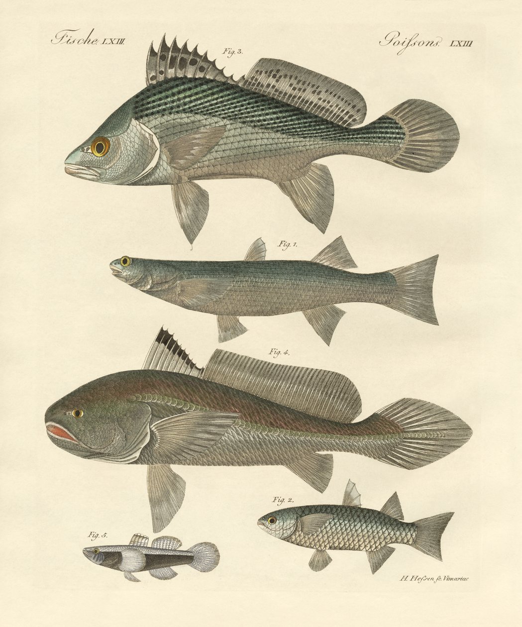 ガンジス川の奇妙な魚（彩色彫刻 作： ドイツ語学校