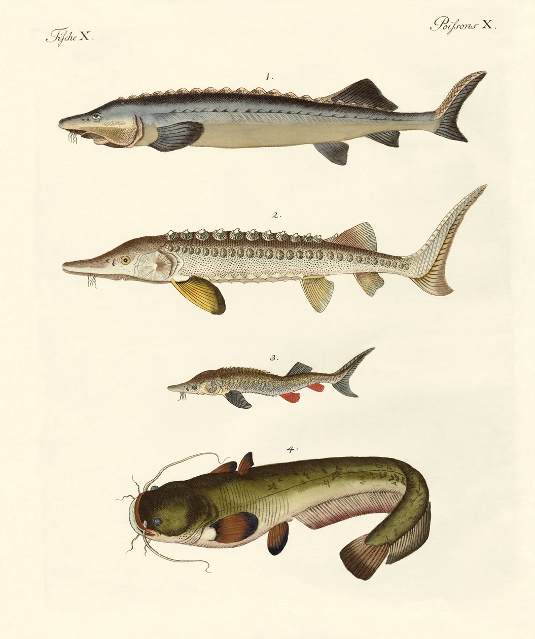 奇妙な川の魚 作： ドイツ語学校