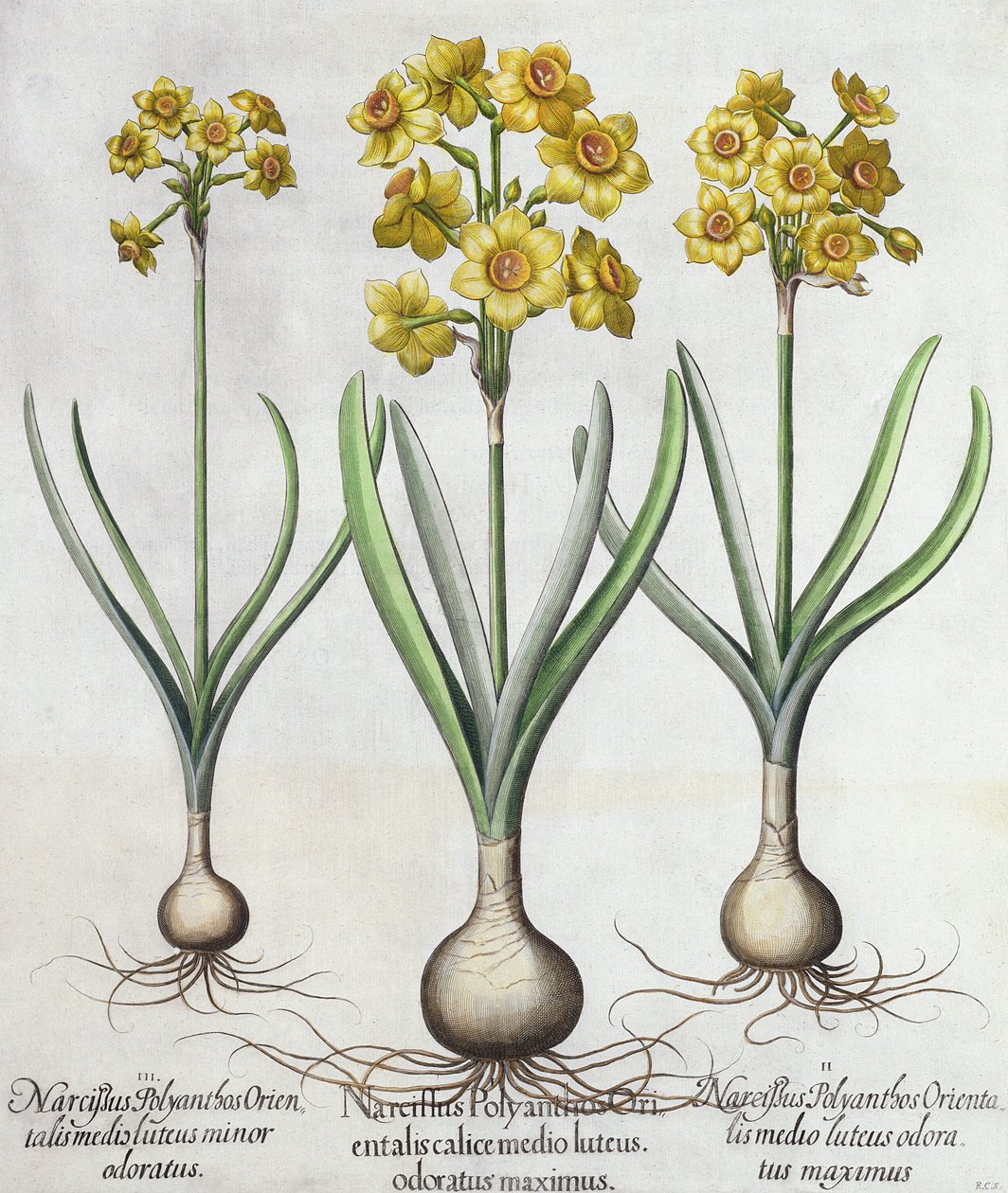 Tazetta Narcissi、Hortus Eystettensis、Basil Besler（1561-1629）、パブ。 1613（手描きの彫刻） 作： ドイツ語学校